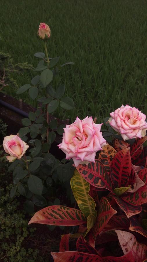 Tinto B&B Yilan Dış mekan fotoğraf